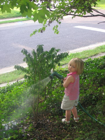 2006_08_26 Cate watering piracanthus.jpg